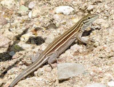 Desert Grassland Whiptail