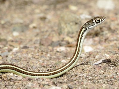 Striped Whipsnake