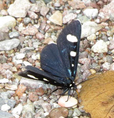 Two-Spotted Forester