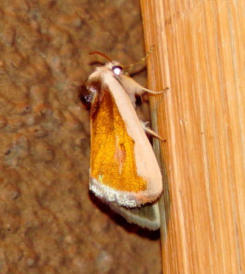 Poetry Moth