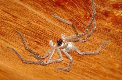 Giant Crab Spider