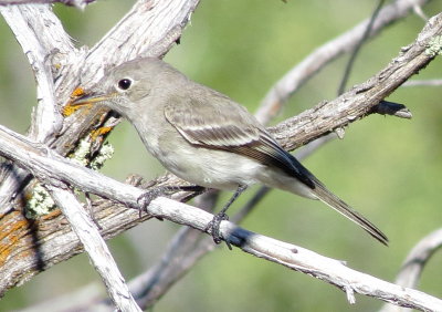Gray Flycatcher