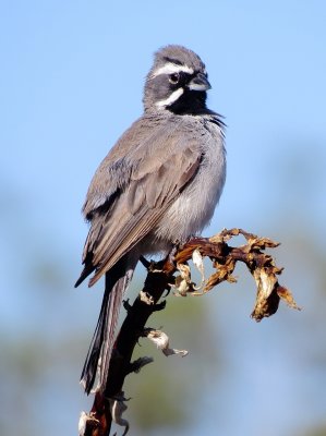 Black-Throated Sparrow