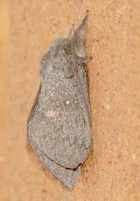 Hubbard's Silk Moth