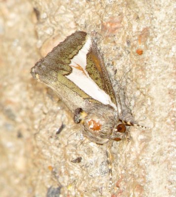 Staghorn Cholla Moth