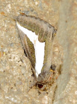 Staghorn Cholla Moth