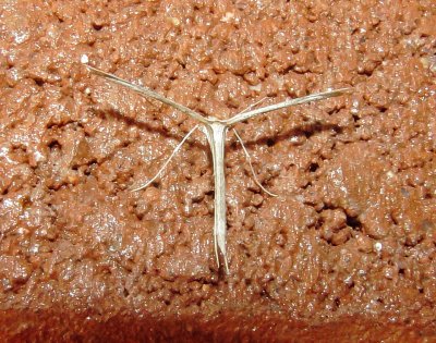 Plume Moth Species