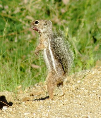 Harris' Antelope Squirrel
