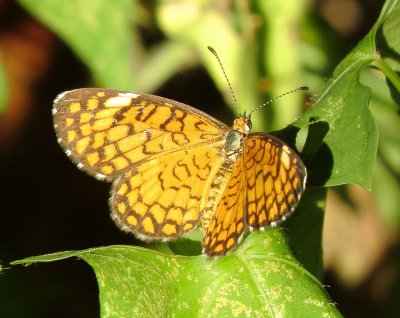 Tiny Checkerspot