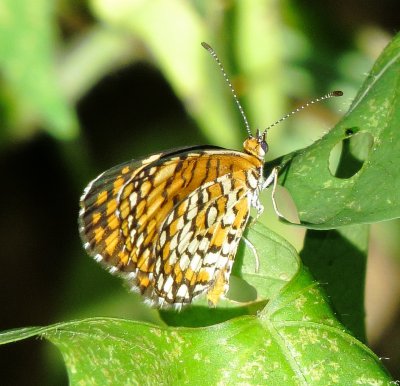 Tiny Checkerspot