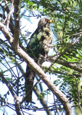 Trogons