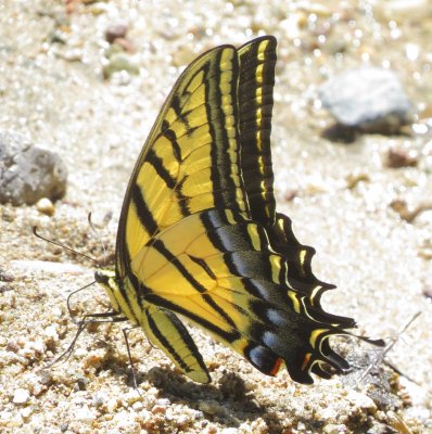 Two-Tailed Swallowtail