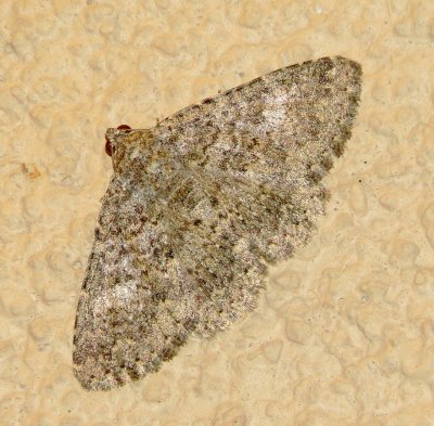 Unidentified Moth