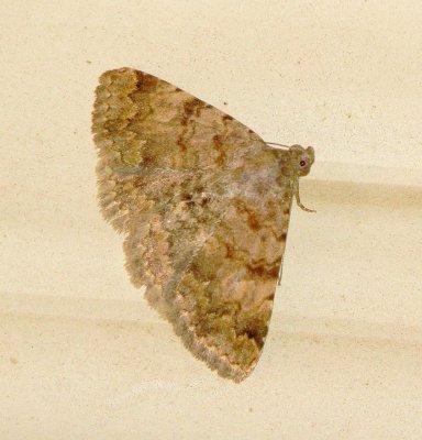 Unidentified Moth