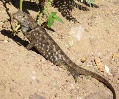 Twin-Spotted Spiny Lizard