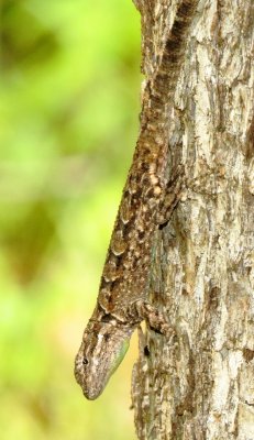 Ornate Tree Lizard