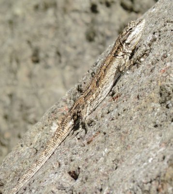 Ornate Tree Lizard