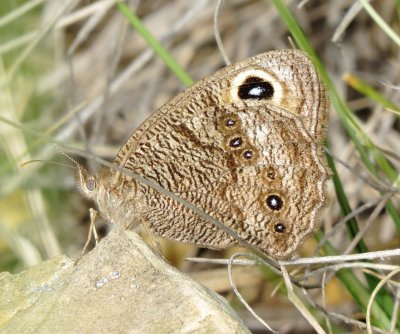 Common Wood-Nymph