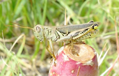 Differential Grasshopper