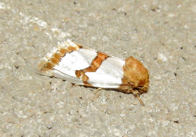 Chrysellus Flower Moth