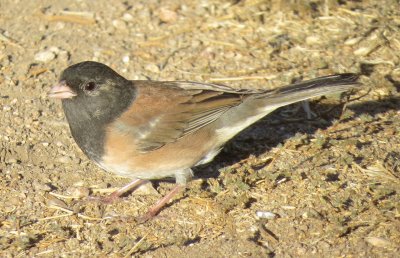 Dark-Eyed (Oregon) Junco