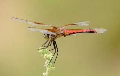 Band-Winged Meadowhawk