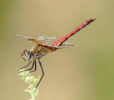Band Winged Meadowhawk