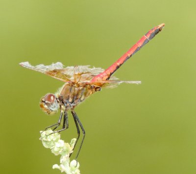 Band-Winged Meadowhawk
