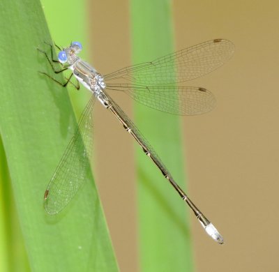 Spotted Spreadwing