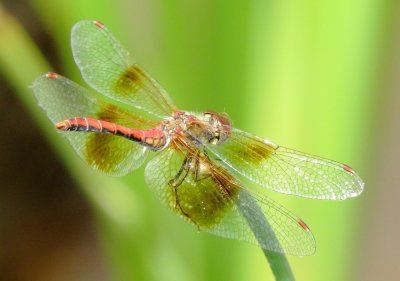 Band-Winged Meadowhawk