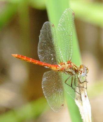 Striped Meadowhawk