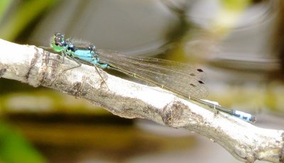 Plains Forktail