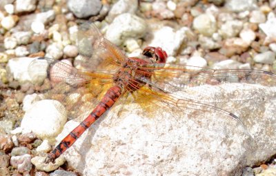 Red Rock Skimmer