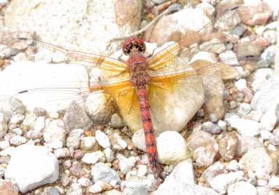 Red Rock Skimmer