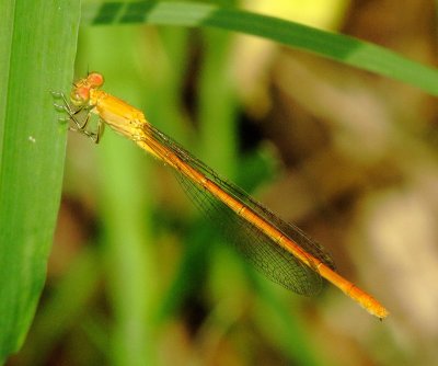 Painted Damsel