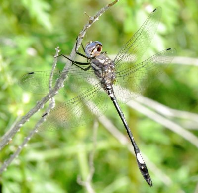 Pale-Faced Clubskimmer