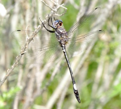 Pale-Faced Clubskimmer