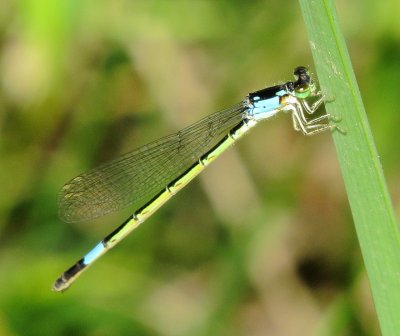 Painted Damsel