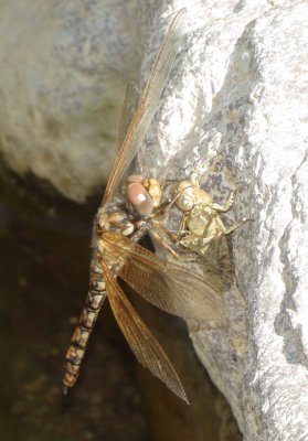 Red Rock Skimmer