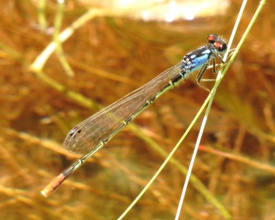 Painted Damsel