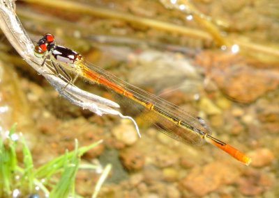 Painted Damsel