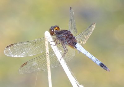 Plateau Dragonlet