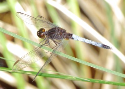 Plateau Dragonlet