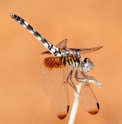Checkered Setwing