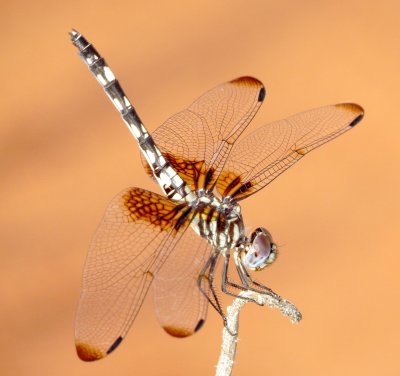 Checkered Setwing