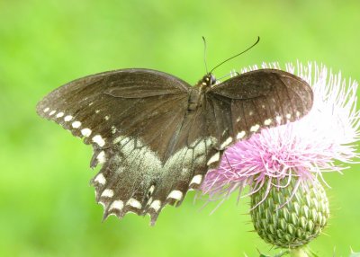 Spicebush Swallowtail