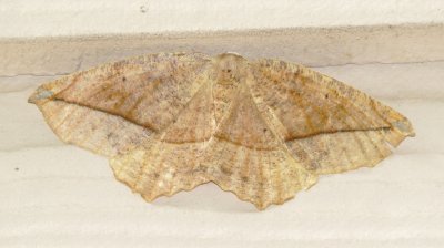 Unidentified Moth