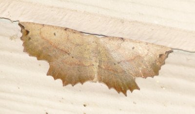 Obtuse Euchlaena Moth