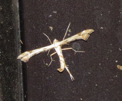 Artichoke Plume Moth
