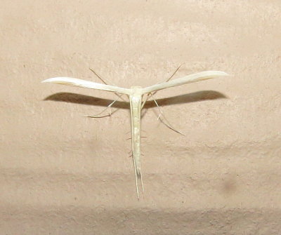 Plume Moth Species